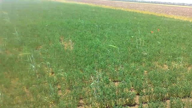 Чечевица сорт "Даная" смотреть онлайн