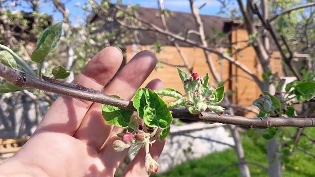 КОНЕЦ АПРЕЛЯ НА ДАЧЕ