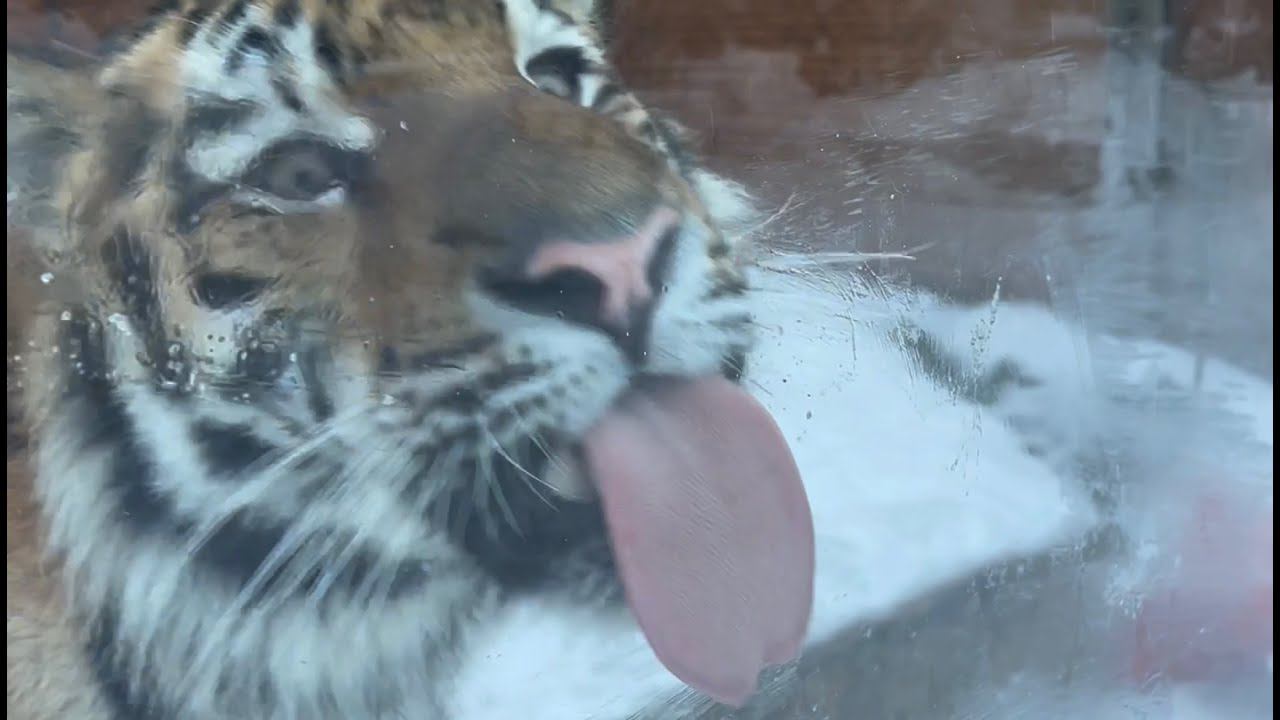 Tigers Love Gavriil - Тигры любят Гаврилку