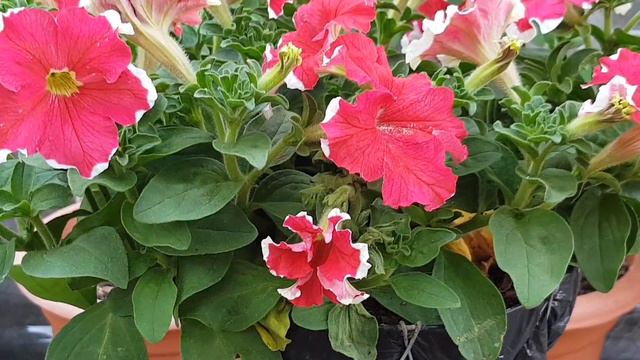 Petunia Roja Blanca, Red White Petunia, سرخ سفید پیٹونیا, लाल सफेद पेटुनिया, লাল সাদা পেটুনিয়া