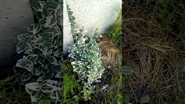 Черенкование самшитов и бересклетов весной. Вечнозеленые кустарники!!!