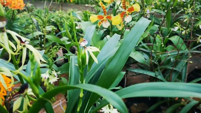 OFFERTA ORCHIDEE per alleviare la noia degli appassionati chiusi in casa смотреть онлайн