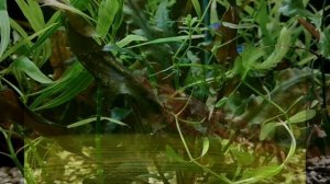 КРЕВЕТКА ВИШНЯ. СОДЕРЖАНИЕ И РАЗВЕДЕНИЕ В АКВАРИУМЕ