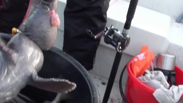 на спиннинг поймал бешеную зубатку смотреть онлайн