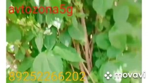 Suzuki SX4 снятие генератора