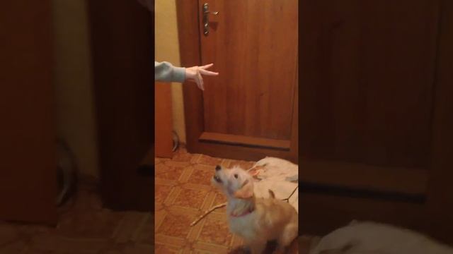 Такса по имени Ася смотреть онлайн