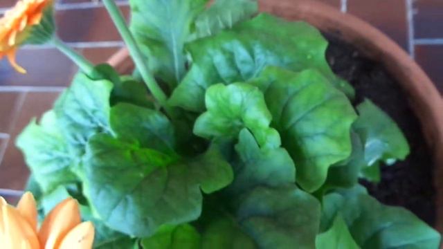 Gerbera arancione смотреть онлайн