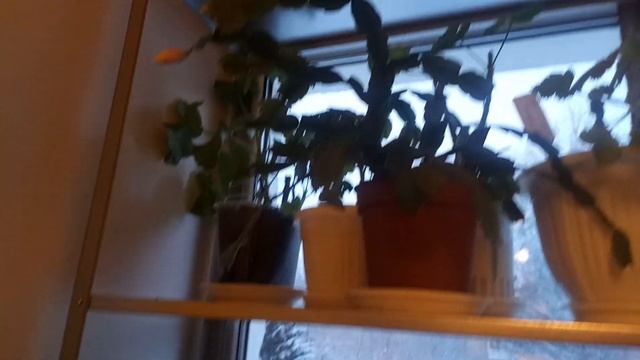 Обзор стеллажей для рассады и комнатных растений. смотреть онлайн