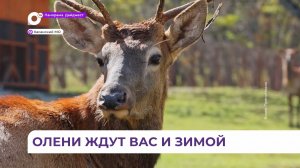 «Олени и море»: Пятнистые олени на полуострове Гамова готовы к холодам и ждут встречи с туристами