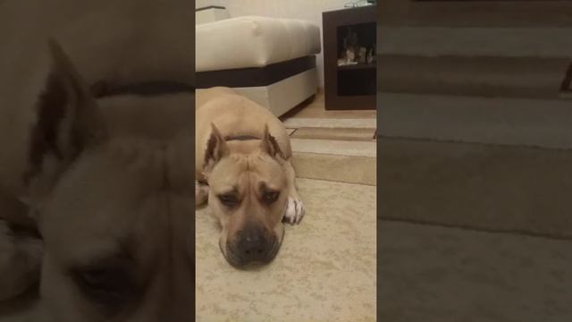 Уговаривал собаку идти спать на мягкий матрас,не согласилась.Руфочка Стаффордширский терьер. смотреть онлайн