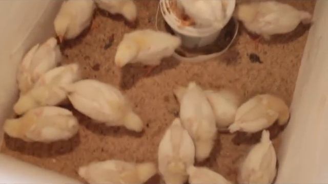 Подращивание цыплят леггорнов в домашних условиях. смотреть онлайн