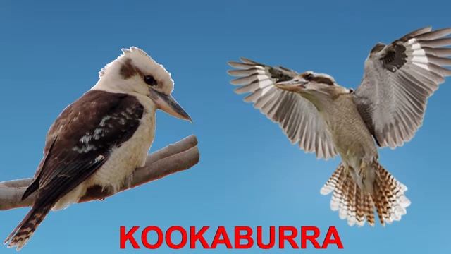 Kookaburra | Animal Finger Family смотреть онлайн