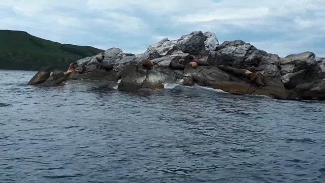 Сивучи на Пяти пальцах. Приморский край. Июнь 2018 смотреть онлайн