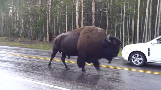 This Is Спарта - Самый черный кот в мире смотреть онлайн