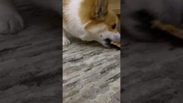 Корги Максяш украл пиццу !!! смотреть онлайн