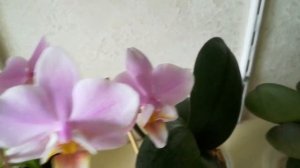 В ПОИСКАХ ИСТИНЫ))) #PHALAENOPSIS _PINLONG_CHERRY❤️???❣️#ORHIDS #ORJIDEA #FLOR ❣️❤️???