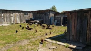 Чем отличаются деревенские куры от городских? Свободой!