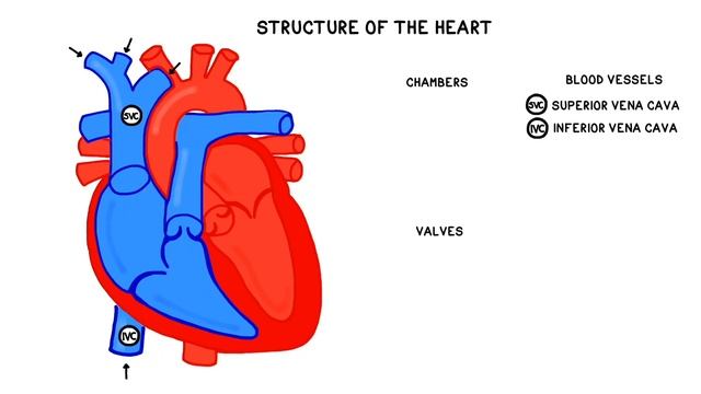 The Heart and Circulatory System Structure and Function смотреть онлайн