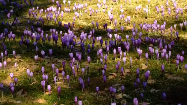 Primavara La Arieseni In Apuseni