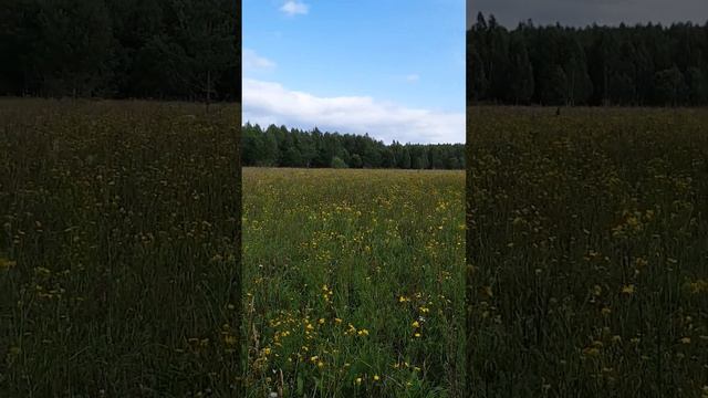 Лесная Поляна Полевые Цветы Разнотравье Звуки Природы Шум Ветра смотреть онлайн