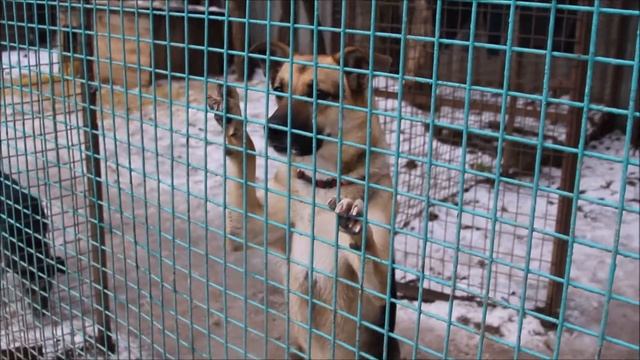 Приют "Бескудниково" смотреть онлайн
