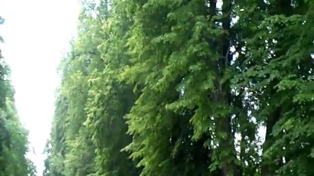 Цветущие липы и красавец клён.