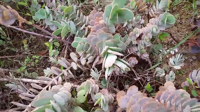SUCULENTA MAIS FÁCIL DE SE CULTIVAR!!!! KALANCHOE LAXIFLORA / MARNIERIANA / BRYOPHYLLUM FEDTSCHENKO смотреть онлайн