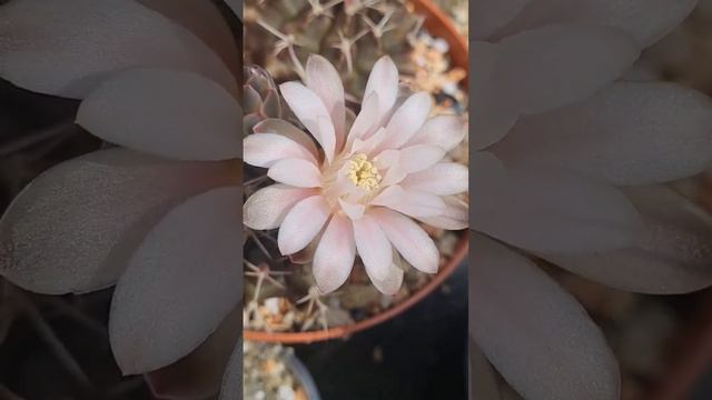Gymnocalycium Baldianum??? смотреть онлайн