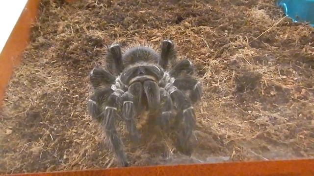 Паук птицеед - уход и содержание