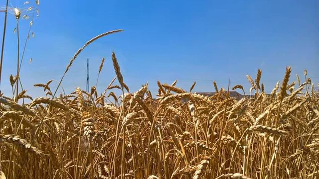 Как научить ребенка учиться смотреть онлайн