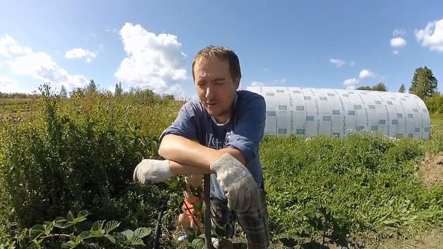 ОСОБЕННОСТИ ВЫРАЩИВАНИЯ ЕЖЕВИКИ // КУМАНИКА И РОСЯНИКА // УРОЖАЙНОСТЬ смотреть онлайн