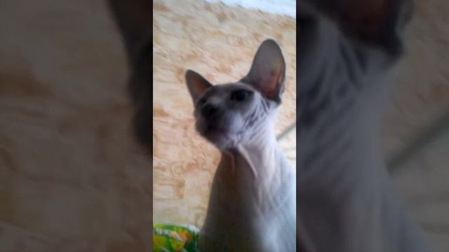 Кот сфинкс играет с игрушкой))) смотреть онлайн