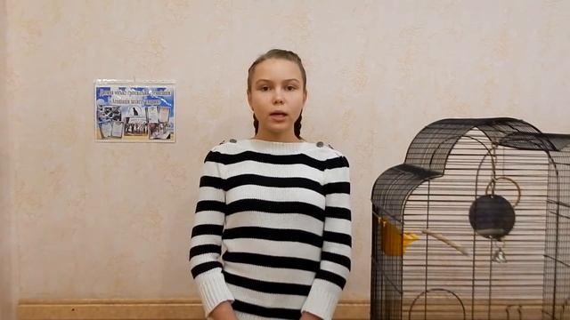 Волнистый попугай - уход и содержание. Как ухаживать за волнистыми попугаями? смотреть онлайн