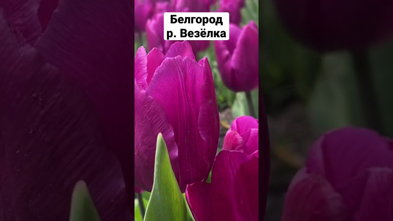 Пусть распускаются цветы #шансон #песня #sevenrose #цветы #тюльпаны смотреть онлайн