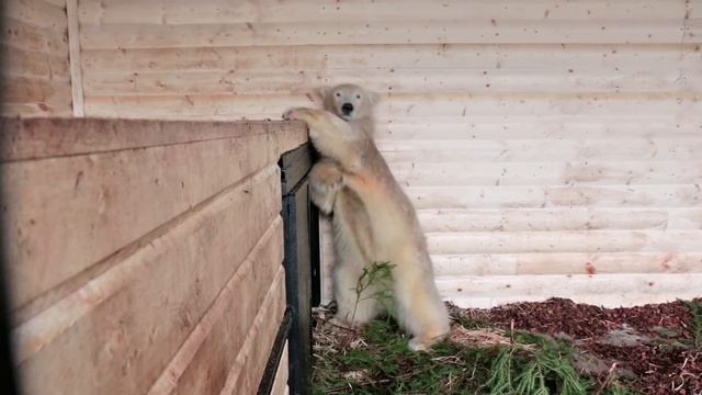 Медведица Хаарчаана в Ленинградском зоопарке смотреть онлайн