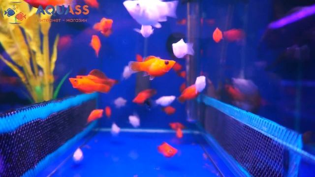 ?Aquass - Моллинезии баллон смотреть онлайн