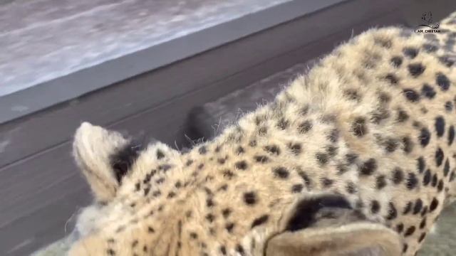 Герда нашла новое место на территории! Кошачье любопытство взяло верх смотреть онлайн