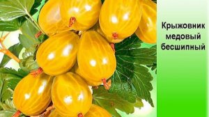 Крыжовник медовый бесшипный