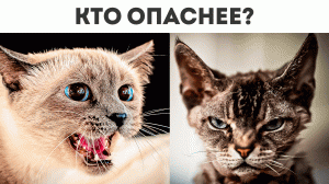 ТОП 5 ОПАСНЫХ КОШЕК