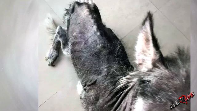 ОНА БЫЛА ИГРУШКОЙ ДЛЯ БЫВШЕГО ХОЗЯИНА! Посмотрите, что он сделал с собакой! смотреть онлайн