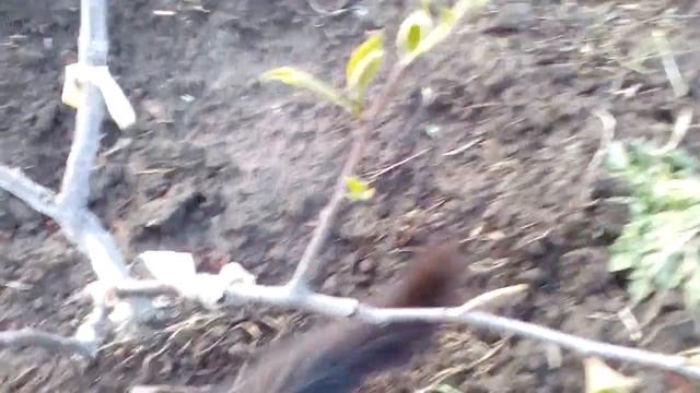 Айва-Груша, семейное дерево! смотреть онлайн