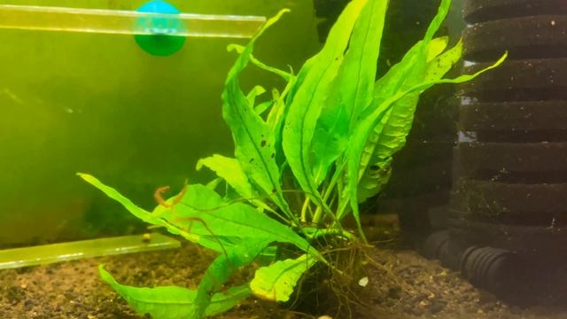 Папоротник таиландский (Microsorum pteropus) смотреть онлайн