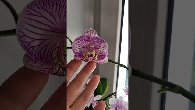 Орхидея с гнилой шеей и без корней решила зацвести смотреть онлайн
