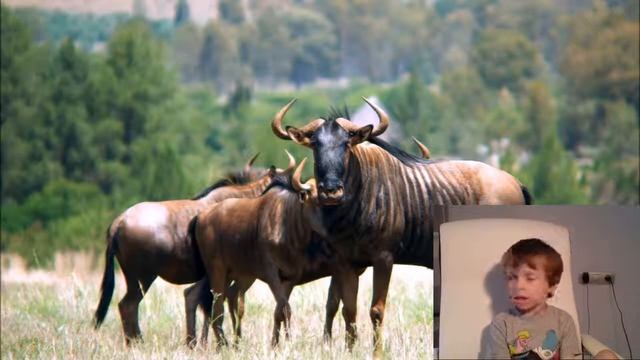 Голубая Антилопа Гну (Blue wildebeest) смотреть онлайн