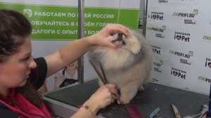 Мастер-класс «Породный груминг шпица: от пэт-стрижки до шоу-подготовки».