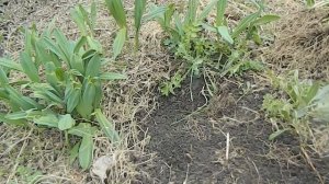 Черемша Выращивание в саду Деление и Пересадка