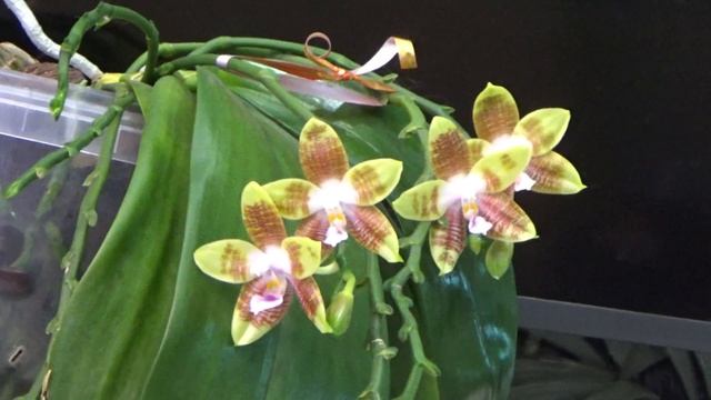 Обзор цветущих в мае орхидеек )и секрет цветения Dendrobium eximium x rhodostictum. смотреть онлайн