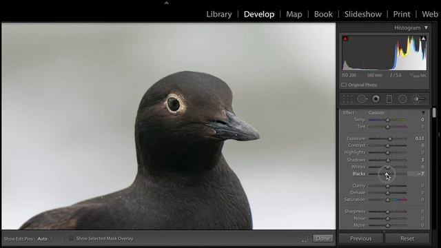 Post Processing Friday! Pigeon Guillemot Against Ocean Surf смотреть онлайн