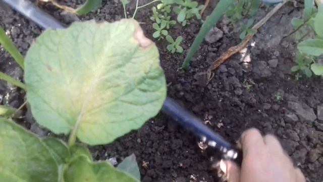 Что будет с картофелем ,если его не поливать.Только капельный полив спасет! смотреть онлайн