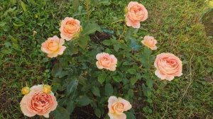 Роза Карамель Антик